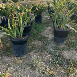 Birds Of Paradise Plants