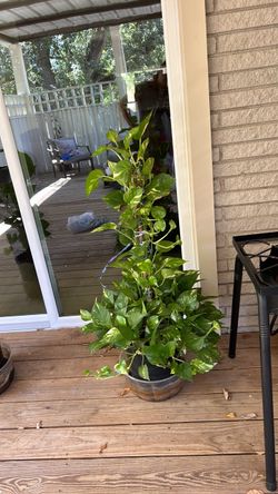 Real plant/Ivy plant/photos/Julieta/Planta natural