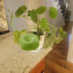 CHINESE MONEY PLANT CARE: EVERYTHING YOU NEED TO KNOW TO GROW AND PROPAGATE THE PILEA PEPEROMIOIDES


