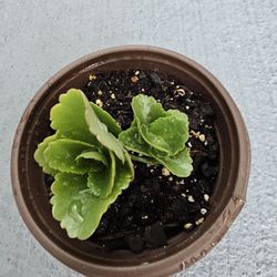 Kalanchoe succulent  starter plant