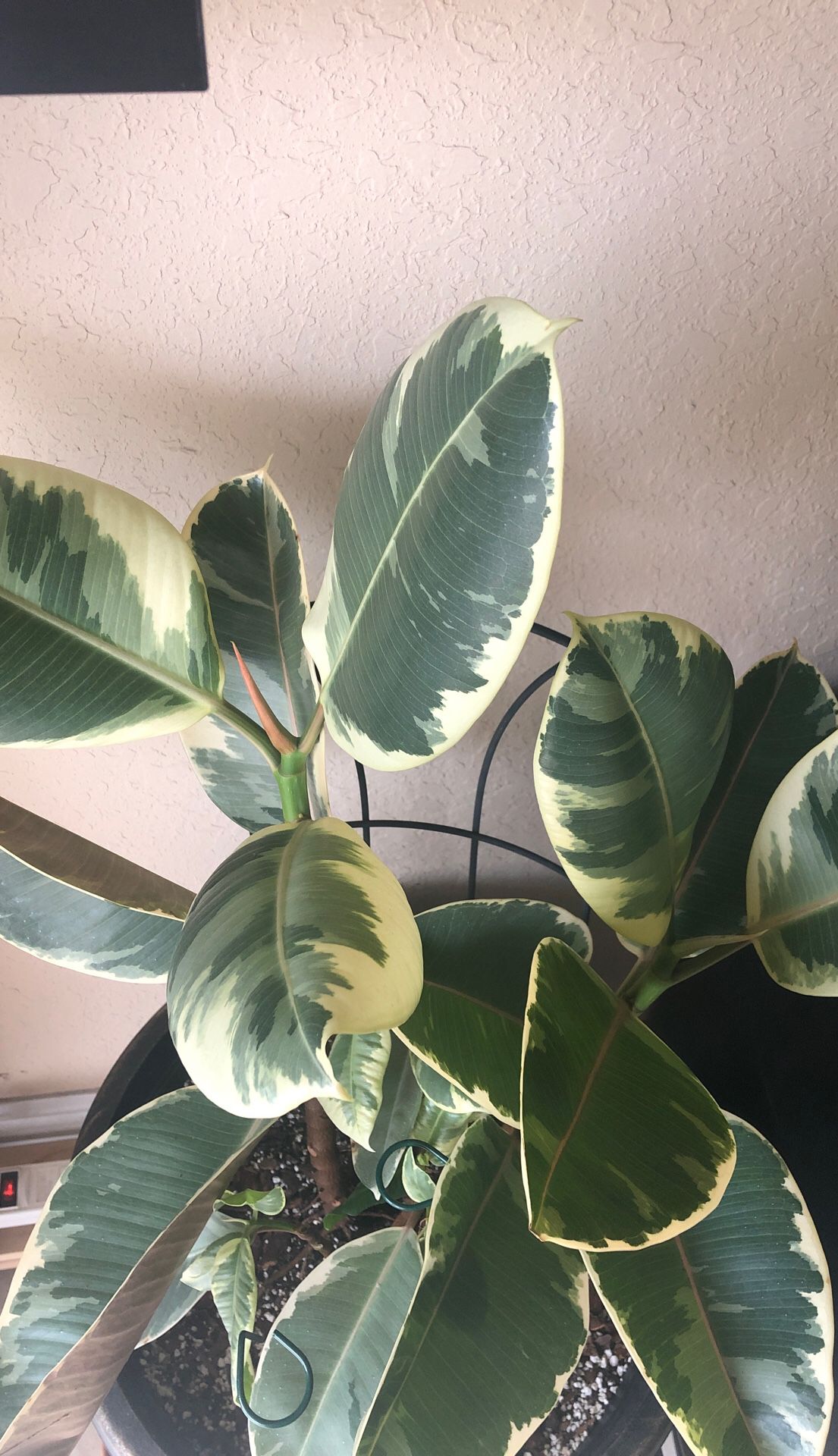 FICUS ELASTICA VARIEGATED (planted in 14 inch Plastic Decorative Pot with bottom drainage holes)