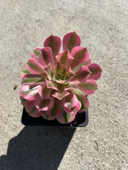 Aeonium Pink Witch Succulent