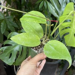 Hoya Latifolia ‘acuta’