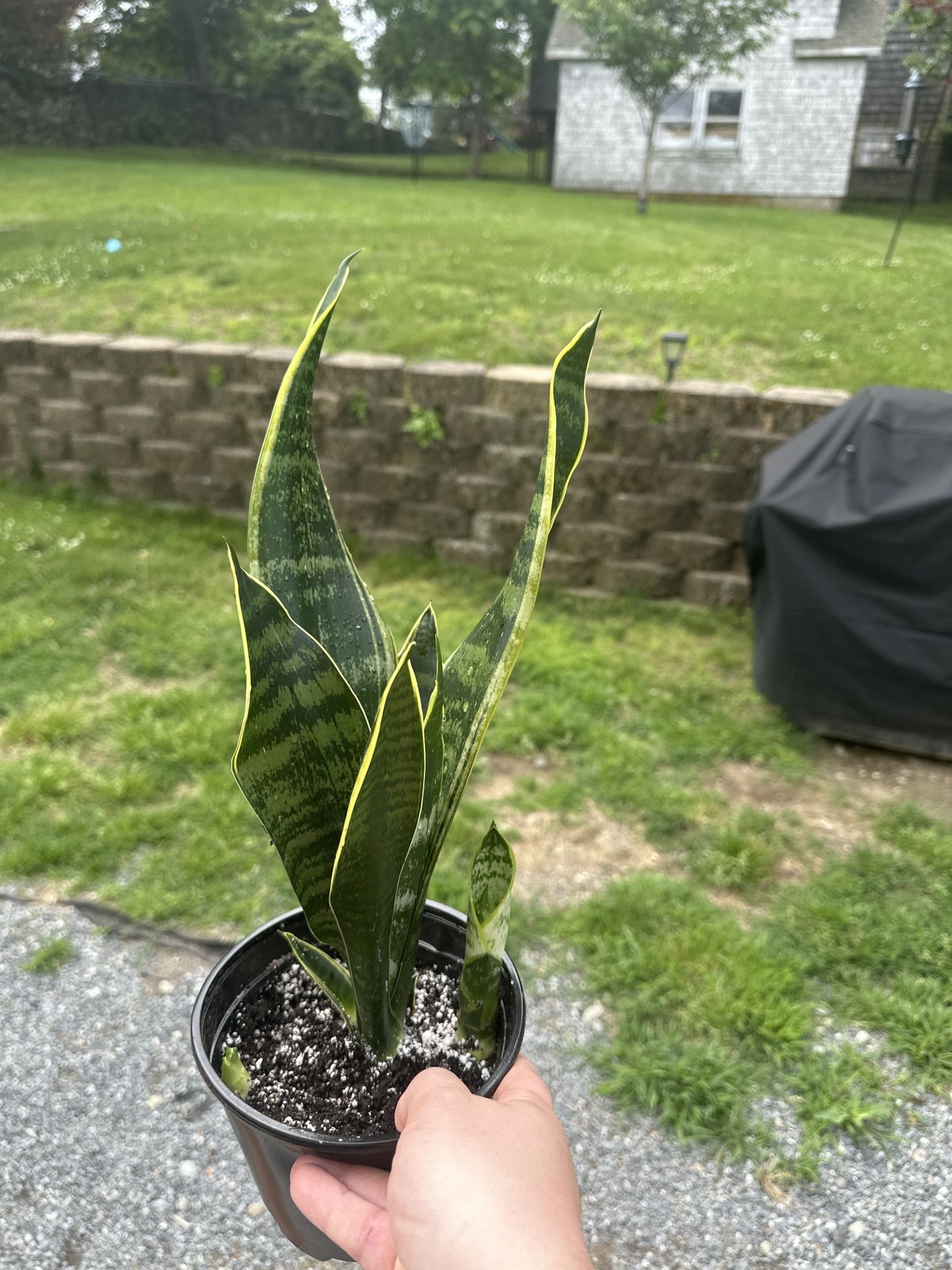 Snake plant