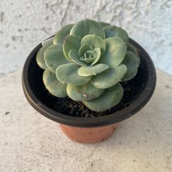 3 Inch Pot Succulent Plant - Echeveria Colorata - Red Top Queen - Rooted & Established - Drought Resistant - 🪴