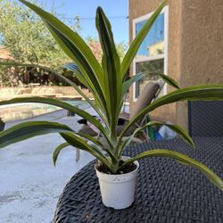 Dracaena plants