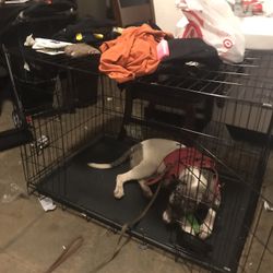 Animal 