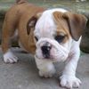 Manny