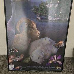 Framed National Wildlife Poster