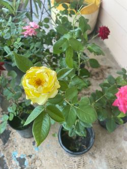 Yellow Rose Plant