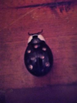 Ladybug lighter