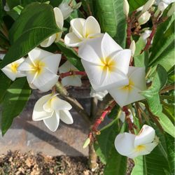 pedazo de plumeria blanca de flor grande