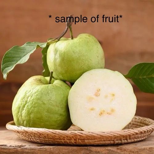 Healthy Thai White Guava Fruit Tree Plant