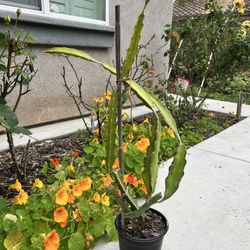 Dragonfruit Plant (1 Gallon, Organic)