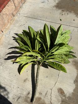 Plumeria