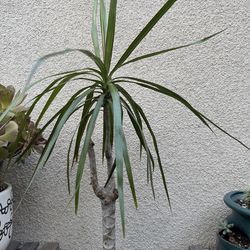 Dracaena Marginata Plant