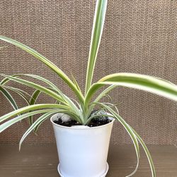 Spider House Plant In 4"pot With Saucer.