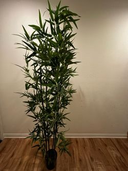 Decorative bamboo plant