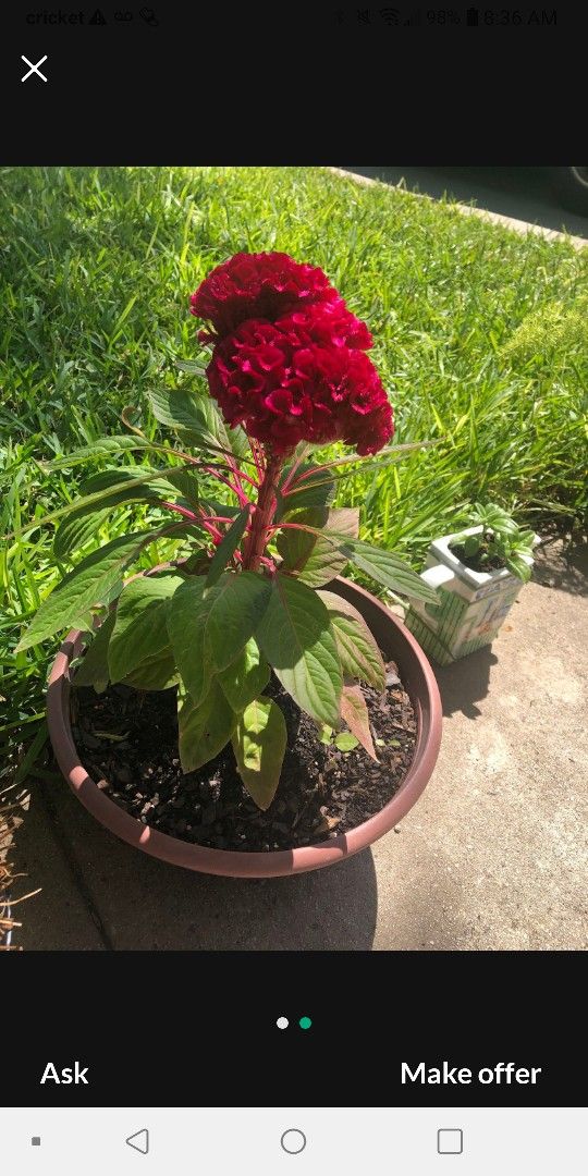 Mano De Leon Plant