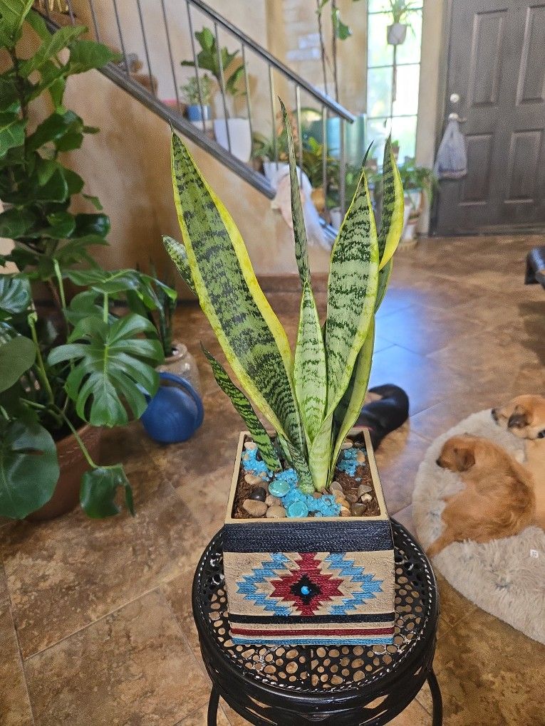 One Ft 8in Tall Sansevieria Snake Plants  In Cool 6in Ceramic Pot With Stones