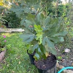 Black/brown Fig Plants 