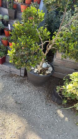 Plantas