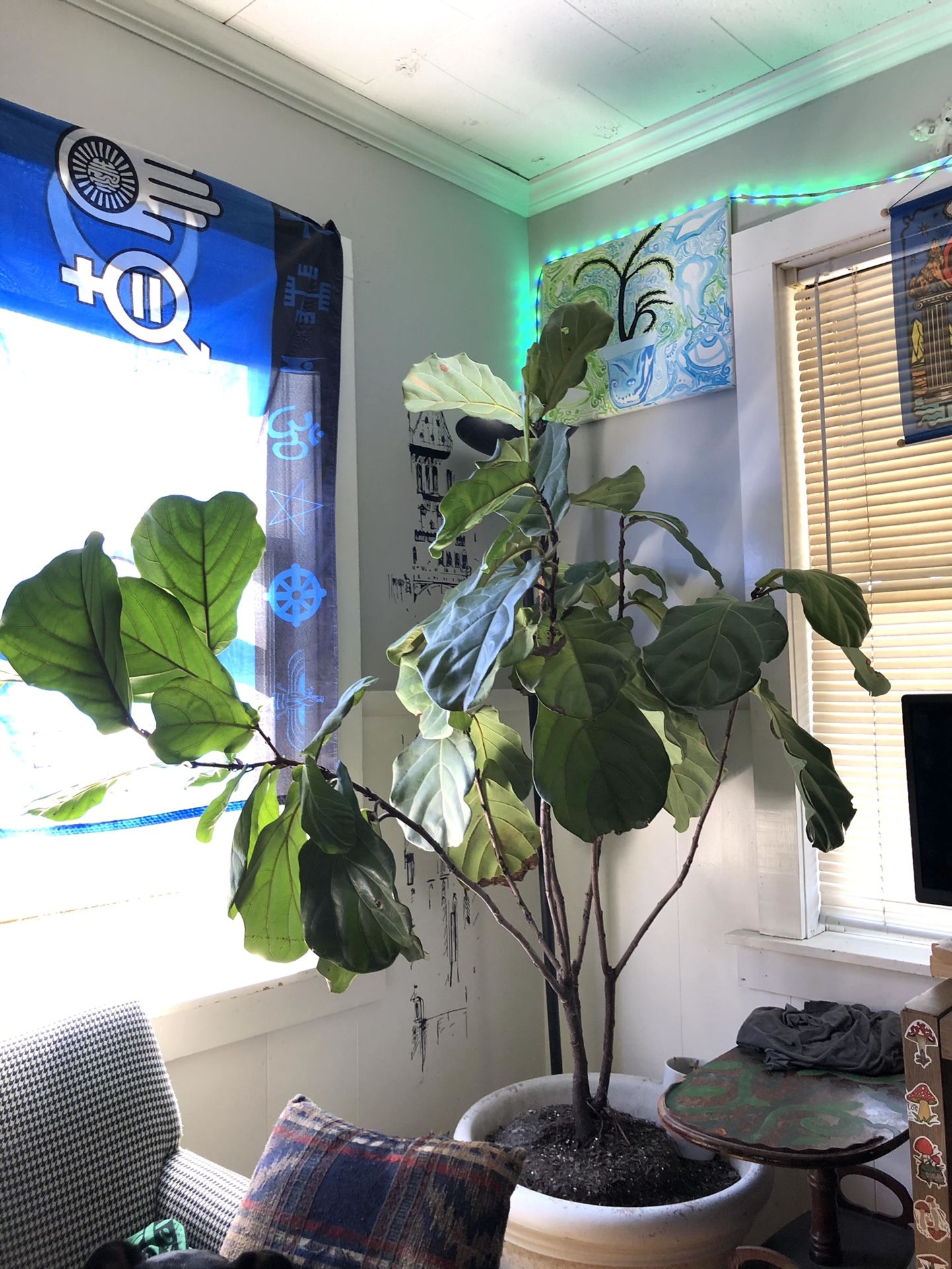 Fiddle Leaf For Sale!