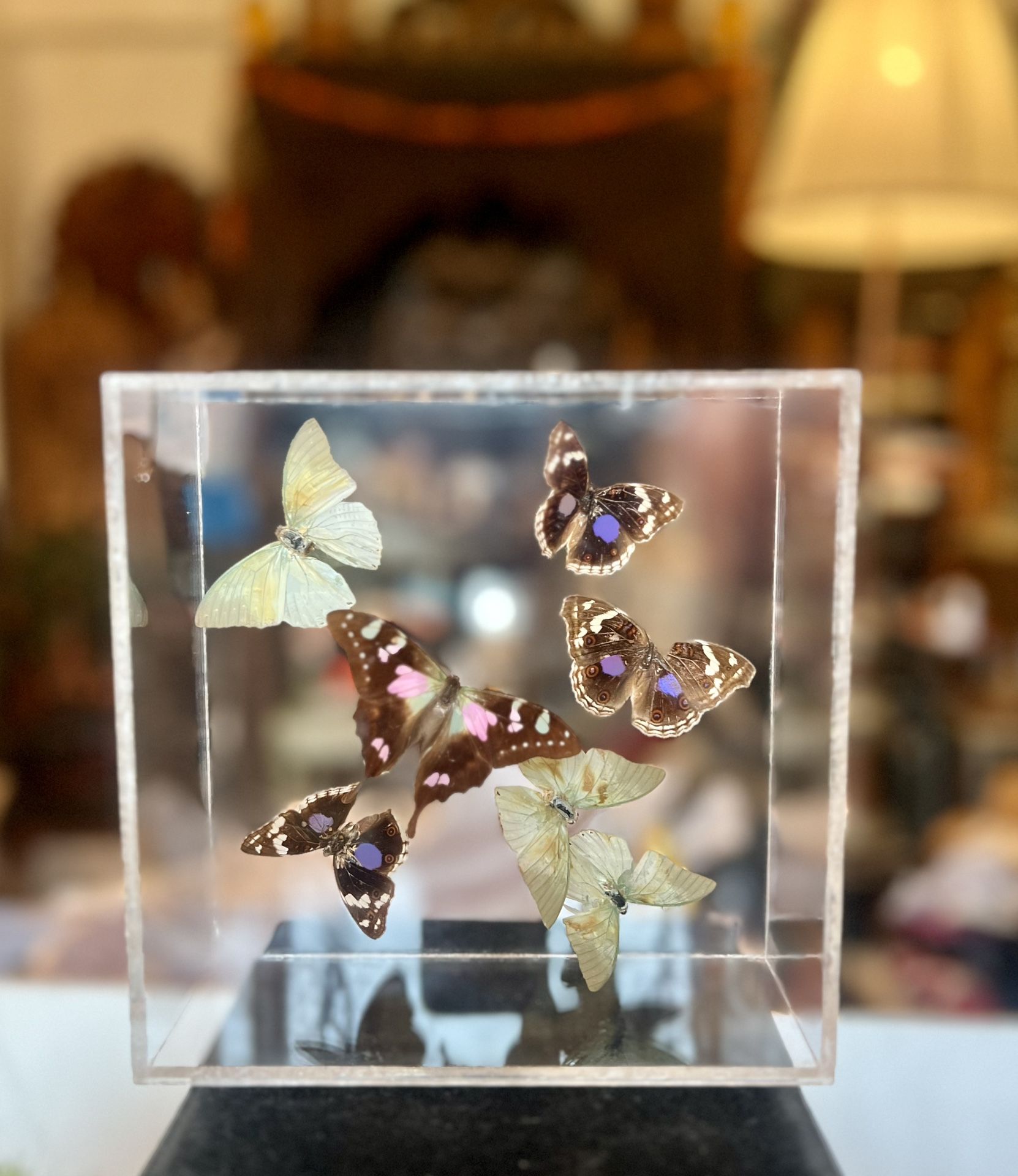 Beautiful taxidermy butterflies displayed in clear acrylic box, signed Payton
