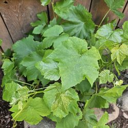 Common Grape Vine Plant Starters