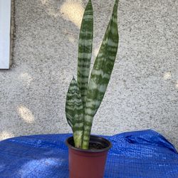 Snake Plant..
