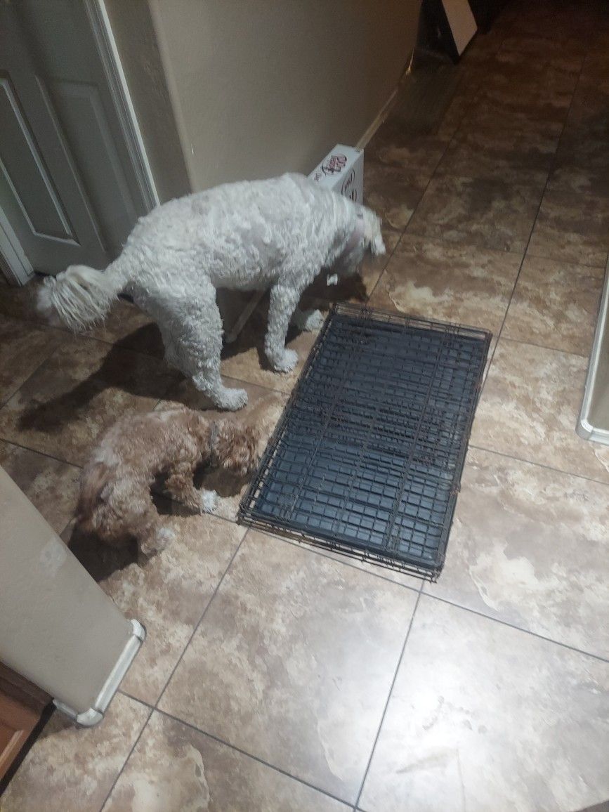 Large Metal Collapsible Dog Crate With Tray