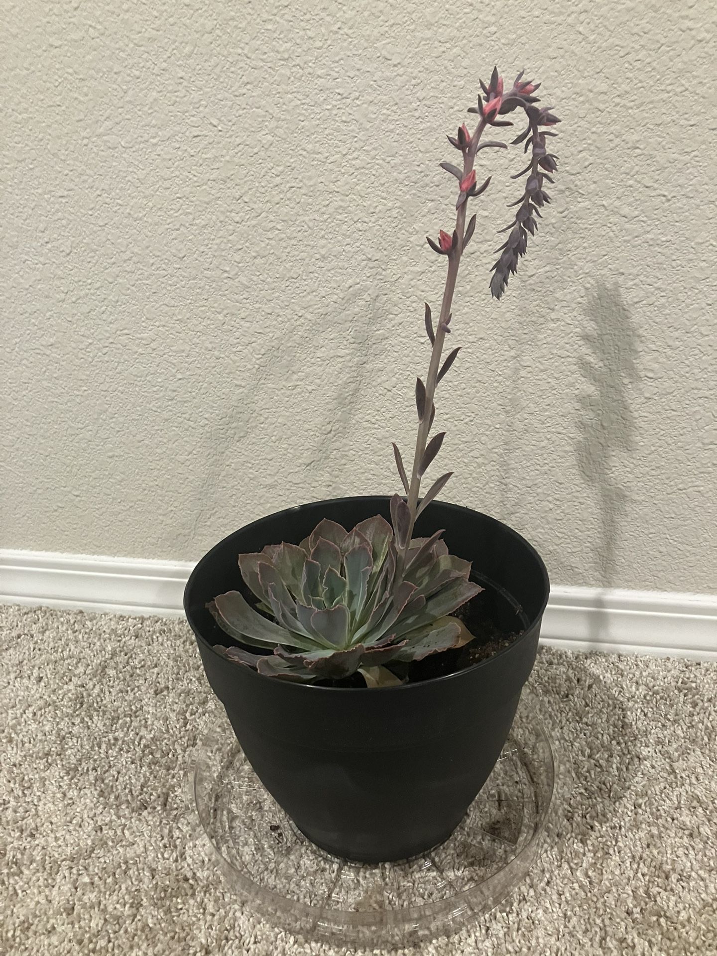 Giant Succulent , Pot, Tray