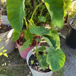 Taro