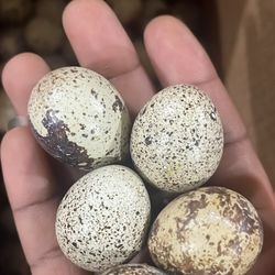 Jumbo Quail Eggs 