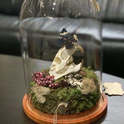 Nutria Skull with butterfly 