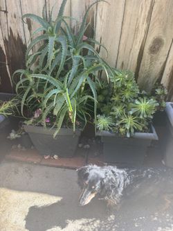 Succulents And Aloe Vera
