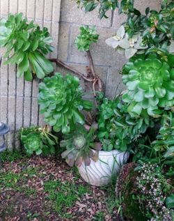 Large succulent plant pot