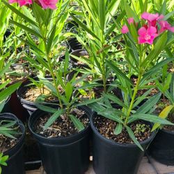 Oleander Plants Pink In Red 1gallon 