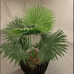 Small potted palm tree 🌴 decoration