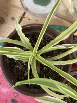 Spider Plants 
