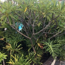 Plumeria Branches For Sale