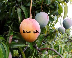 Árbol de mango
