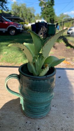 Mother of Millions succulent plant