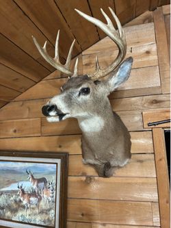 White tale 10 point buck