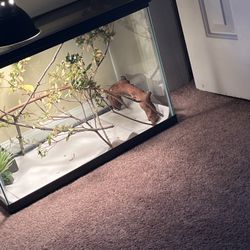 20 Gallon Tall Tank 