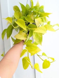 Pothos Neon Plant 6" Pot - Indoor House Plants