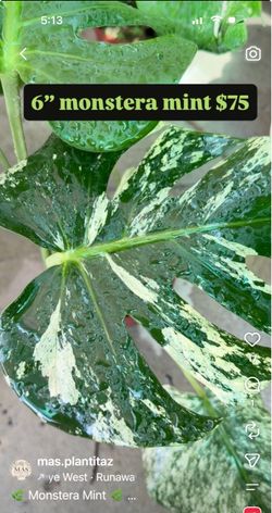 6” monstera mint