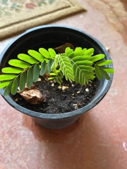 Tamarind  Plant in Gallon pot