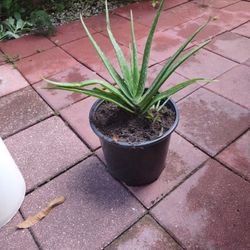 Aloe Vera Heathy Yours For $10 