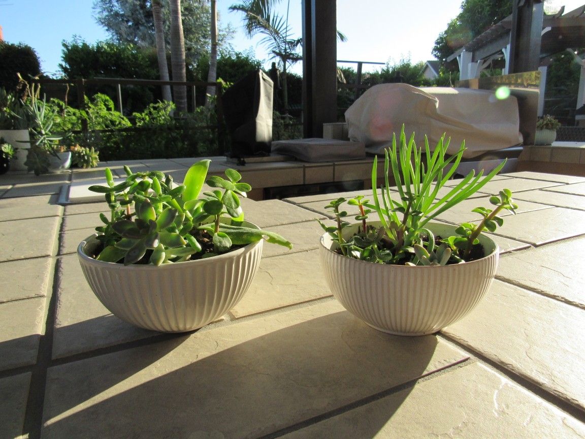 Set Of White/Beige Stripe Garden Pots With Succulents